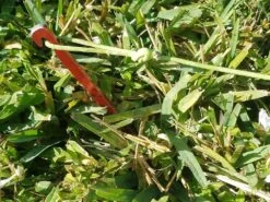 MSR Needle Tent Stakes -Camping Paradise 20210106 091650