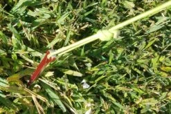 MSR Needle Tent Stakes -Camping Paradise 20210106 091711