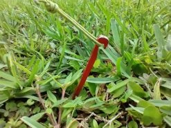 MSR Needle Tent Stakes -Camping Paradise IMG 20210628 183052773 HDR